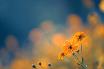 从宣化红十字医院到洋河南大桥坐几路公交车