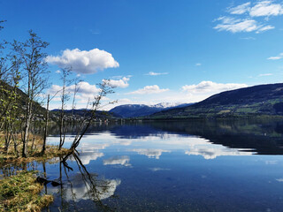 大班主题教案《动物世界》