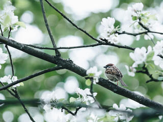 交通事故中没有出示警示三角架双方都处罚吗。需处罚多少？