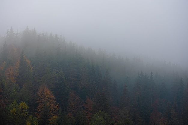 新年开学寄语幼儿园